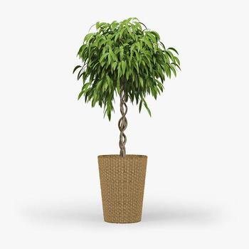 Ficus 'Amstel King' 