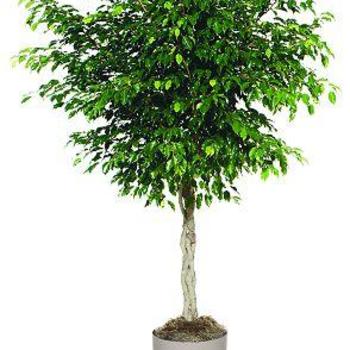 Ficus benjamina 'Midnight' 