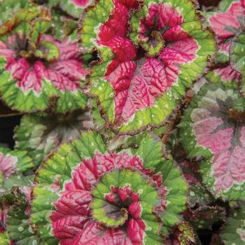 Begonia semperflorens