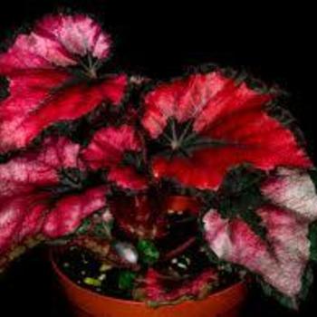 Begonia rex-cultorum 'Red Kiss' 