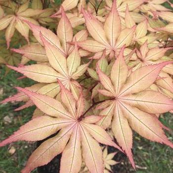 Acer palmatum 'Amber Ghost' 