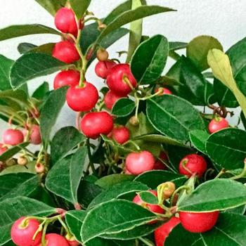 Gaultheria procumbens 'Berry Cascade™' 