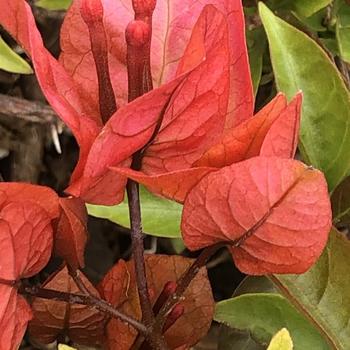 Bougainvillea 'Flame Red' 