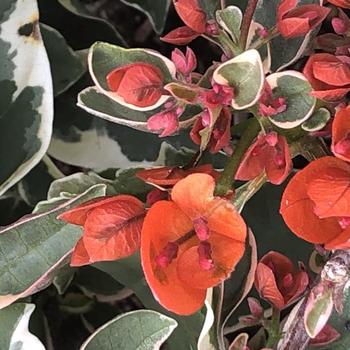 Bougainvillea 'Baby Sophia' 