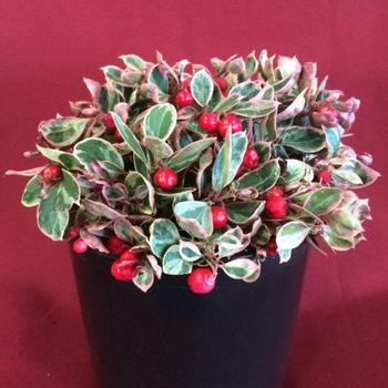 Gaultheria procumbens 'GaulBri1' PPAF