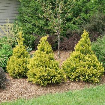 Chamaecyparis pisifera 'Good As Gold' 