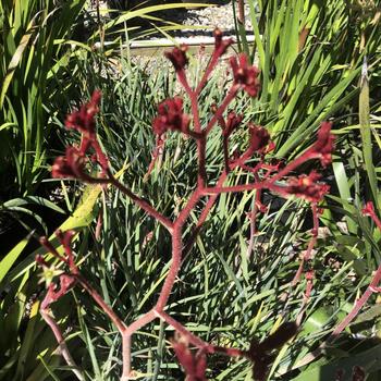 Anigozanthos 'Backdraft' 