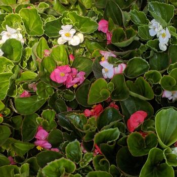 Begonia semperflorens 'Super Olympia Mix' 