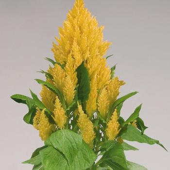 Celosia plumosa 'Glorious Yellow' 