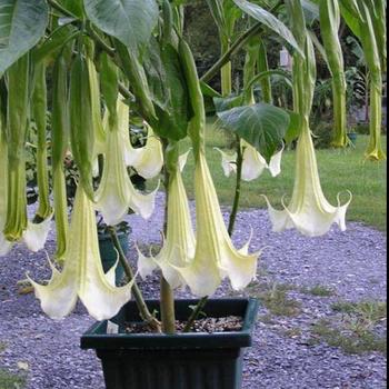 Brugmansia 'Super Nova' 