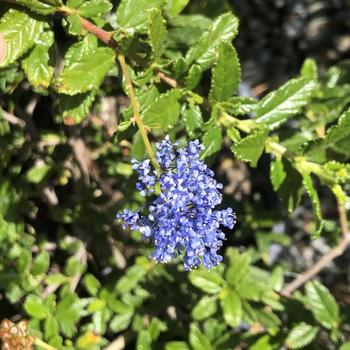 Ceanothus 'Antonette' 