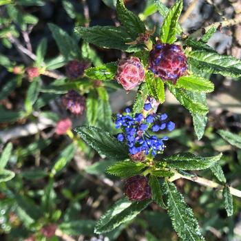 Ceanothus 'Cynthia Postan' 