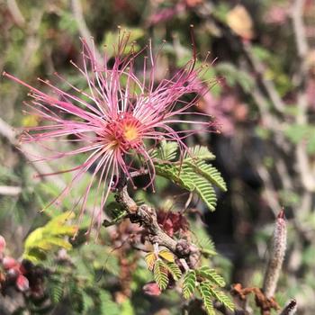 Calliandra eriophylla