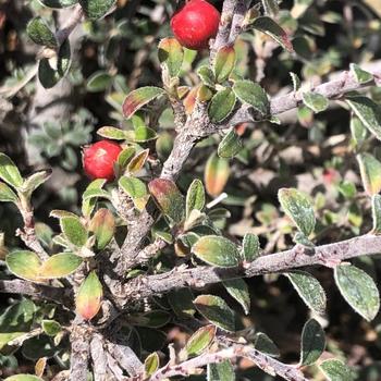 Cotoneaster buxifolius