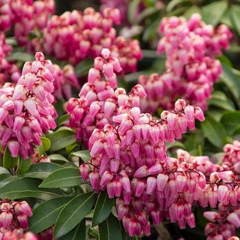 Pieris japonica 'Gay Goblin™' 