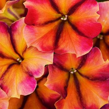 Petunia 'Tiki Torch' 