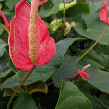 Anthurium 