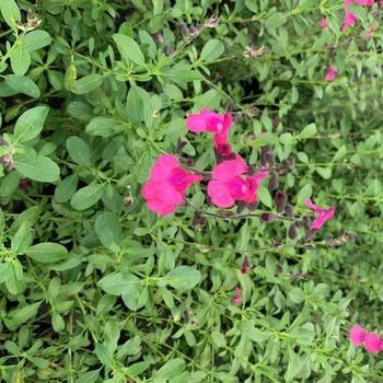 Salvia greggii 'Raspberry Ripple' 