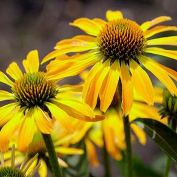 Echinacea 'Echgol243' PP28523