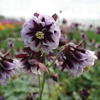 Aquilegia 'Double Pleat Blackberry' 