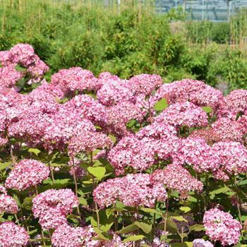 Hydrangea arborescens 'Kolpinbel' 