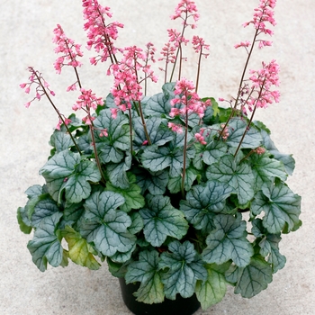 Heuchera Little Cuties™ 'Shimmer'