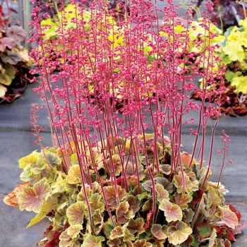 Heuchera 'Sienna' 