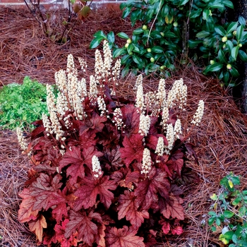 Heucherella 'Peach Tea'