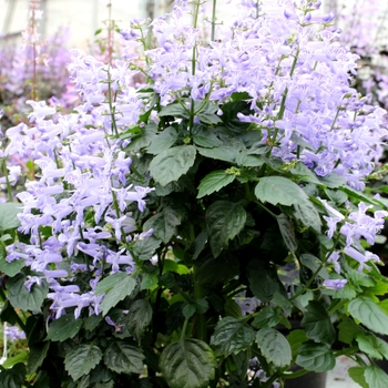 Plectranthus 'Idol' PPAF