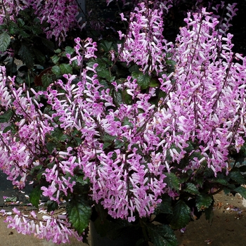 Plectranthus 'Lady' PPAF