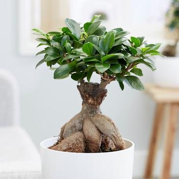 Ficus microcarpa