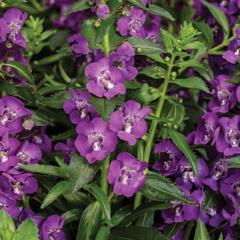 Angelonia 'Super Blue' 