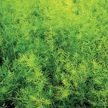 Asparagus densiflorus Proven Accents® 'Sprengeri'