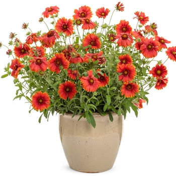 Gaillardia Heat it Up™ 'Scarlet'