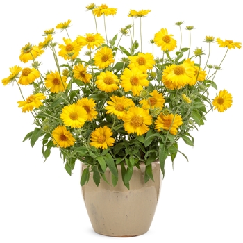 Gaillardia Heat it Up™ 'Yellow'