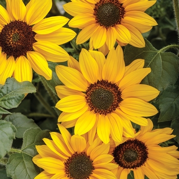 Helianthus 'Yellow' 