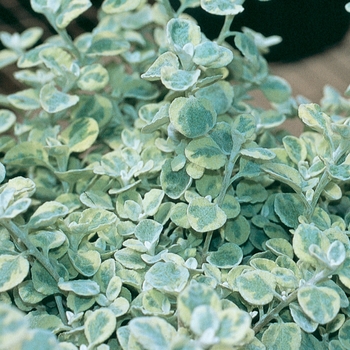 Helichrysum petiolare 'Licorice Splash' 