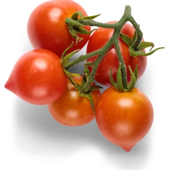 Lycopersicon esculentum Tempting Tomatoes™ 'Goodhearted™'