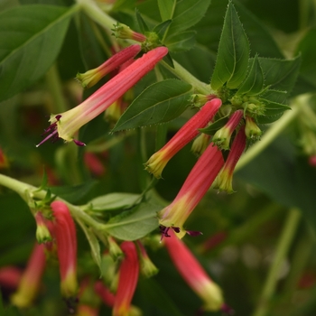 Cuphea 'Honeybells'