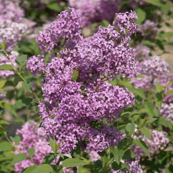 Syringa x chinensis 'Lilac Sunday' 