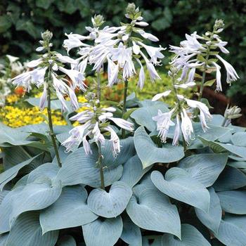 Hosta 'Bulletproof' 