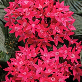 Pentas lanceolata 'Red' 