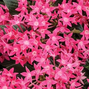 Pentas lanceolata 'Rose' 