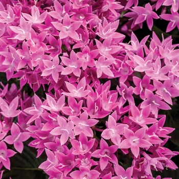 Pentas lanceolata 'Lavender' 