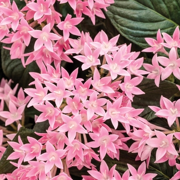 Pentas lanceolata 'Pink' 