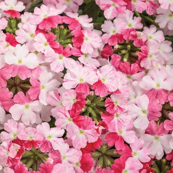 Verbena Superbena® 'Sparkling Rose'