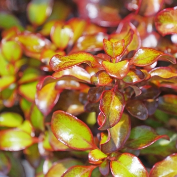 Coprosma repens Waxwing™ 'Orange'