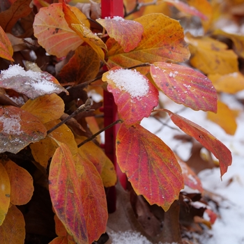 Fothergilla x intermedia 'Legend of the Fall®'