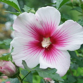 Hibiscus syriacus Paraplu Pink Ink®