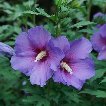 Hibiscus syriacus 'Minsybv3s01' PP33180